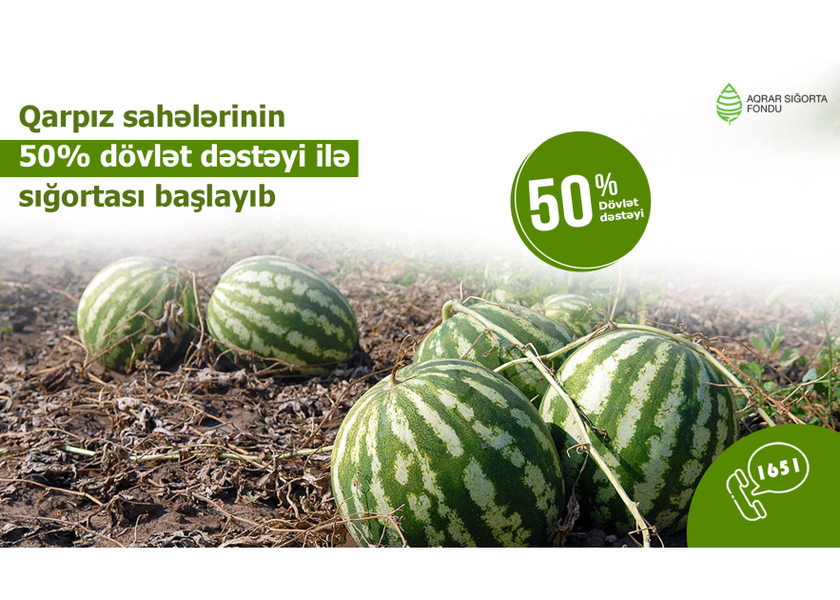 Azərbaycanda qarpız sahələrinin sığortalanması mövsümü başlayıb - şərtlər, məbləğlər