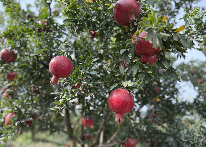 “Minaşirin” narı dünya bazarına göndərilir - Saatlıda innovativ bağçılıq