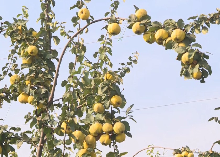 Dövlət dəstəyi ilə salınan intensiv bağlar: Saatlı heyvası BƏƏ və Avropaya ixrac olunur