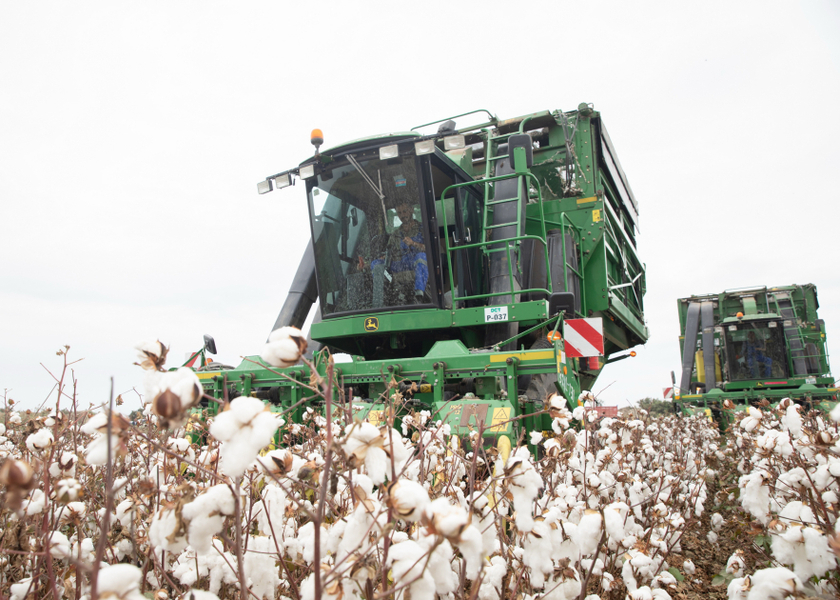 Azərbaycanda pambıq yığımı yekunlaşır, sahələrdən 356 min tona yaxın xam pambıq yığılıb