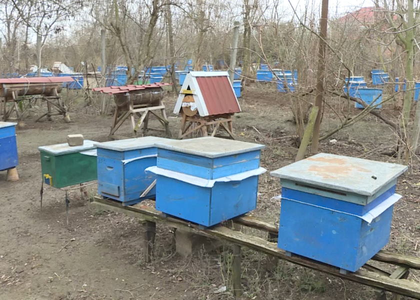 Mil-Muğanda kütləvi yayılan Varroatoz xəstəliyi arı ailələri üçün təhlükə yaradıb