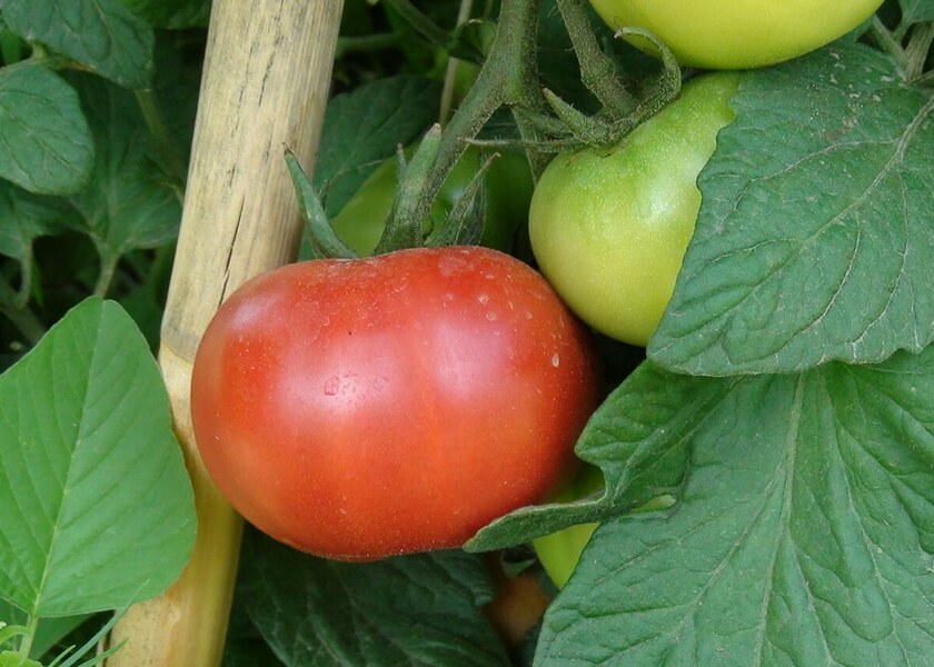 Saatlıda yeni üsulla becərilən pomidor sahəsində məhsuldarlıq 3 dəfə artıb